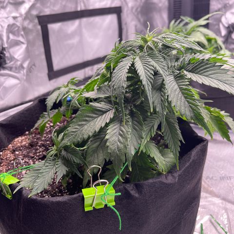 Alaskan Purple Auto growlog timeline photo