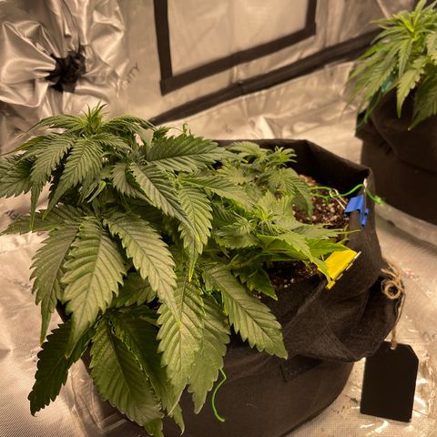 Alaskan Purple Auto growlog timeline photo