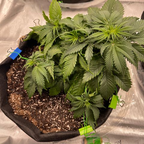 Alaskan Purple Auto growlog timeline photo