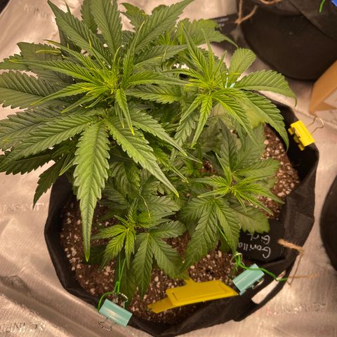 Gorilla Girl XL Auto growlog timeline photo