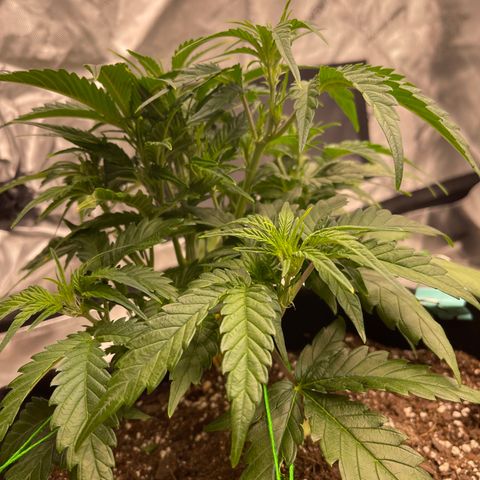 Gorilla Girl XL Auto growlog timeline photo