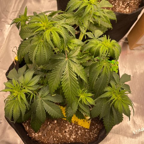 Alaskan Purple Auto growlog timeline photo