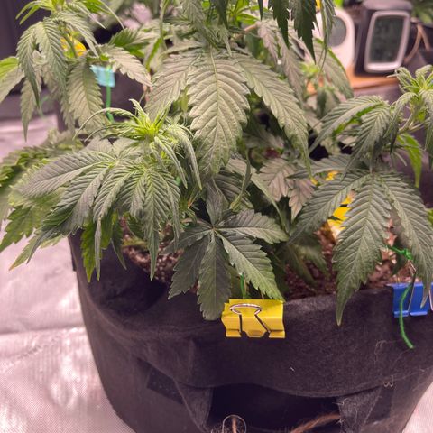 Alaskan Purple Auto growlog timeline photo