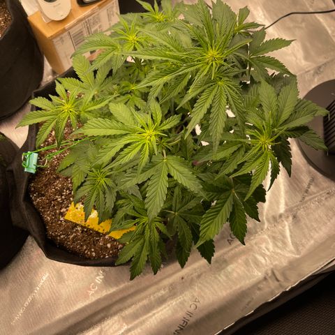Pink Kush 2 growlog timeline photo