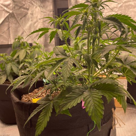 Pink Kush 2 growlog timeline photo
