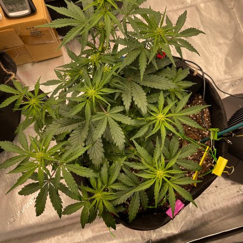 Charlottes Angel CBD Auto growlog timeline photo