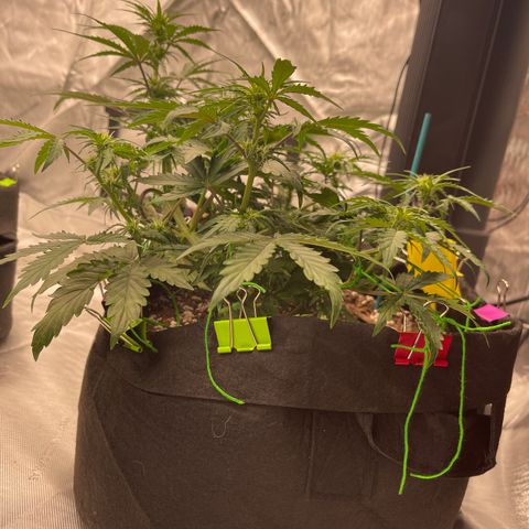 Charlottes Angel CBD Auto growlog timeline photo