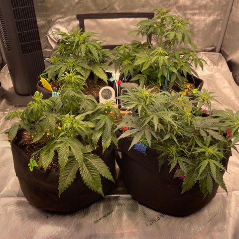 Pink Kush 2 growlog timeline photo