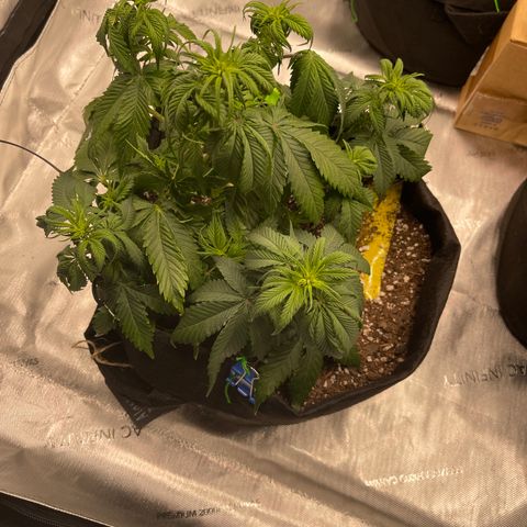 Alaskan Purple Auto growlog timeline photo