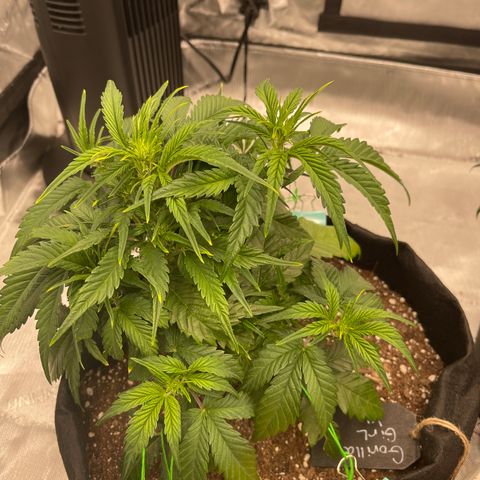Gorilla Girl XL Auto growlog timeline photo