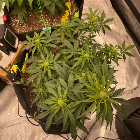 Charlottes Angel CBD Auto growlog timeline photo