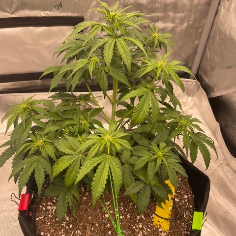 Pink Kush 2 growlog timeline photo