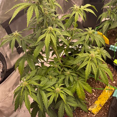 Pink Kush 2 growlog timeline photo