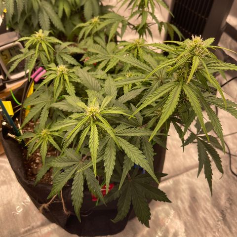 Charlottes Angel CBD Auto growlog timeline photo