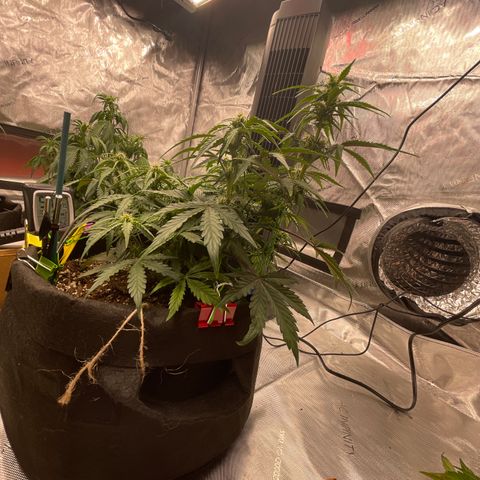 Charlottes Angel CBD Auto growlog timeline photo