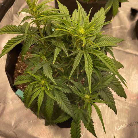 Gorilla Girl XL Auto growlog timeline photo
