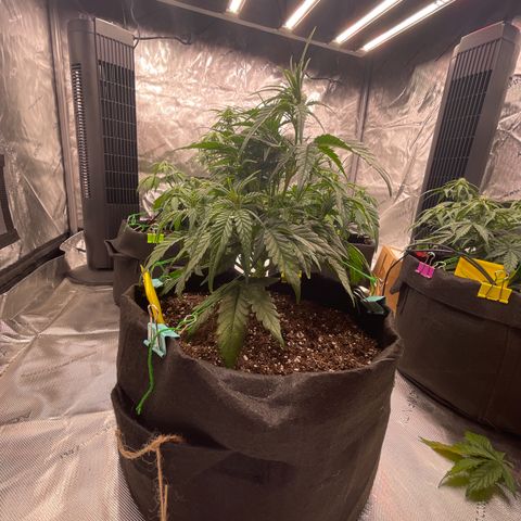 Gorilla Girl XL Auto growlog timeline photo