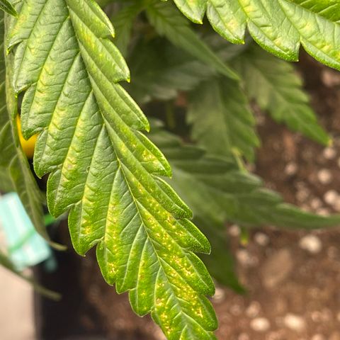 Gorilla Girl XL Auto growlog timeline photo