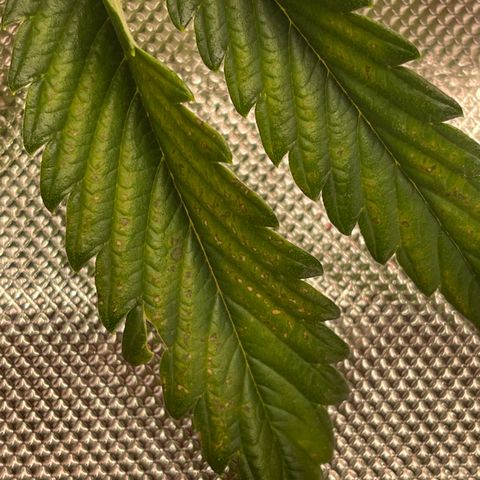 Gorilla Girl XL Auto growlog timeline photo