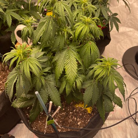 Alaskan Purple Auto growlog timeline photo