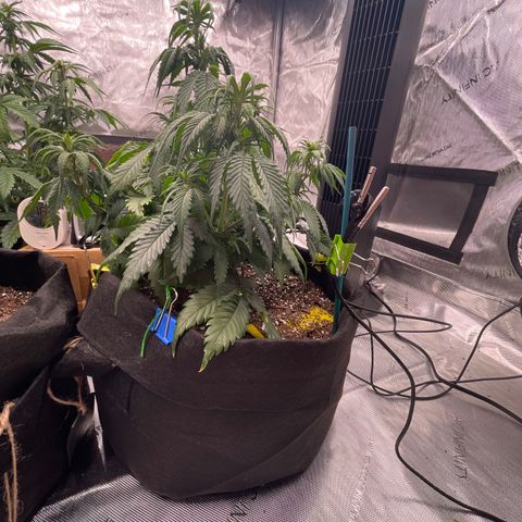 Alaskan Purple Auto growlog timeline photo