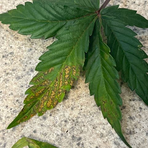 Pink Kush 2 growlog photo: ??