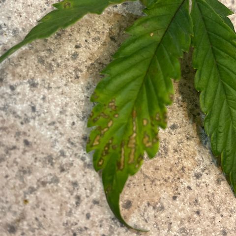 Pink Kush 2 growlog photo: ??