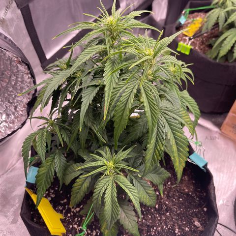 Gorilla Girl XL Auto growlog timeline photo
