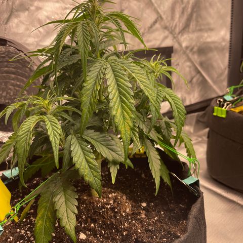 Gorilla Girl XL Auto growlog timeline photo