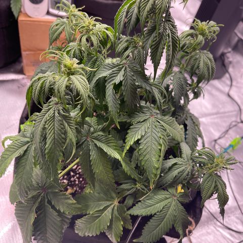 Alaskan Purple Auto growlog timeline photo