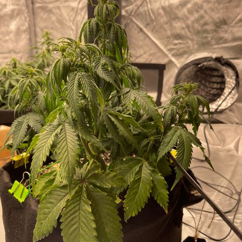 Alaskan Purple Auto growlog timeline photo