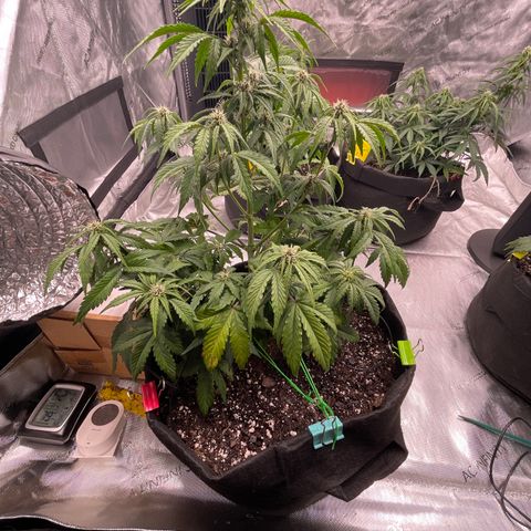 Pink Kush 2 growlog timeline photo