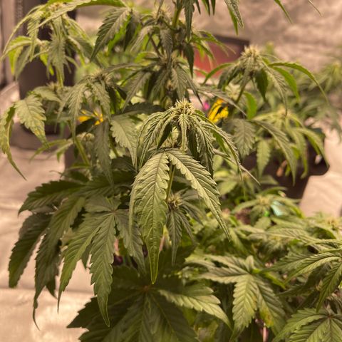 Pink Kush 2 growlog timeline photo