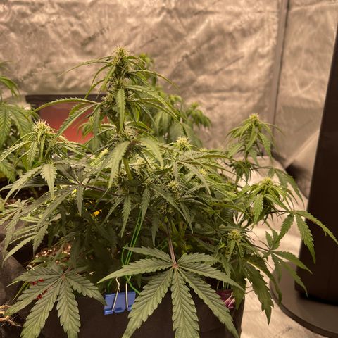 Charlottes Angel CBD Auto growlog timeline photo