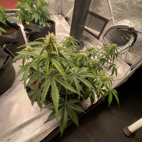 Charlottes Angel CBD Auto growlog timeline photo