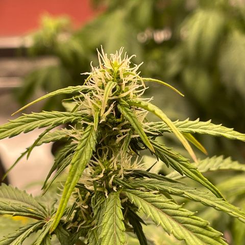 Charlottes Angel CBD Auto growlog timeline photo