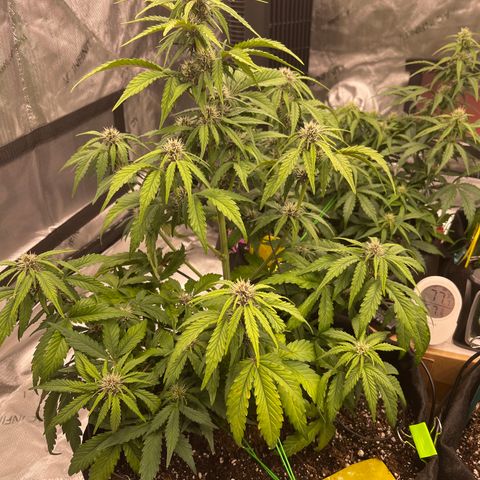 Pink Kush 2 growlog timeline photo