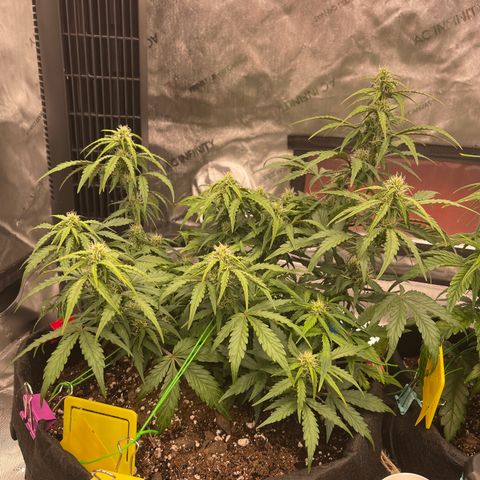 Charlottes Angel CBD Auto growlog timeline photo