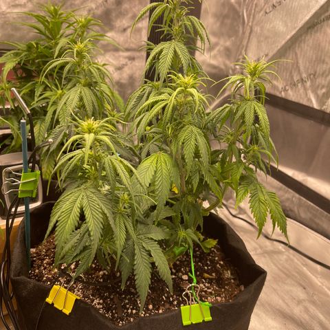 Alaskan Purple Auto growlog timeline photo