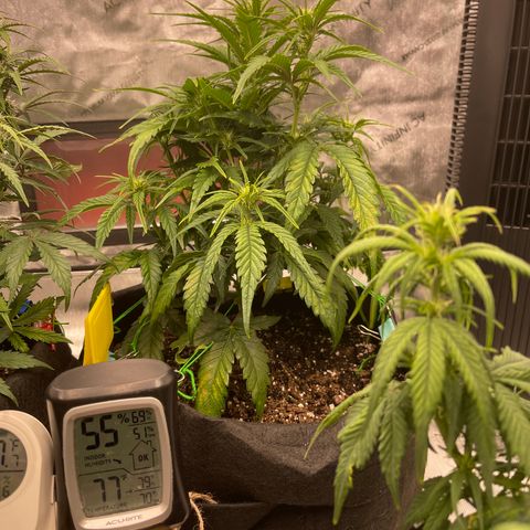 Gorilla Girl XL Auto growlog timeline photo