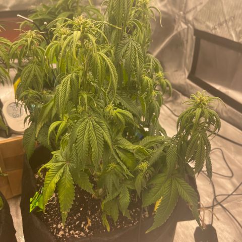 Alaskan Purple Auto growlog timeline photo