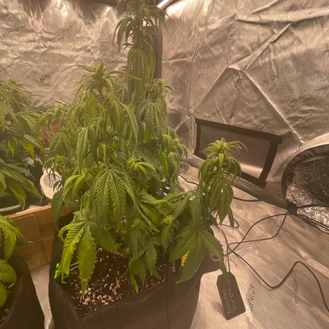 Alaskan Purple Auto growlog timeline photo