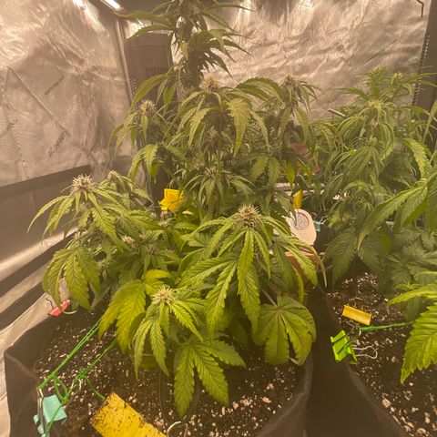 Pink Kush 2 growlog timeline photo
