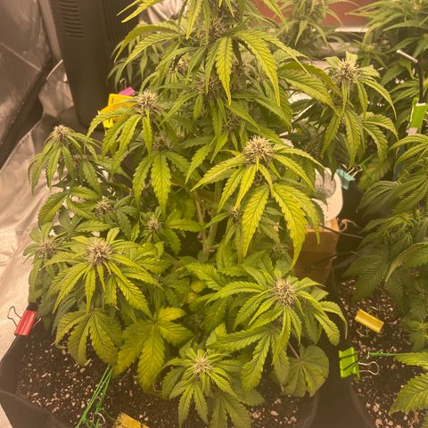 Pink Kush 2 growlog timeline photo