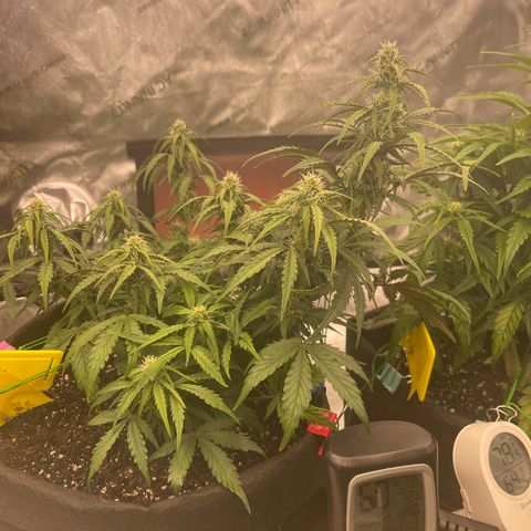 Charlottes Angel CBD Auto growlog timeline photo