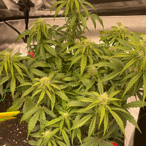 Charlottes Angel CBD Auto growlog timeline photo
