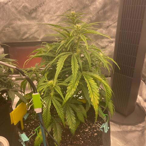Gorilla Girl XL Auto growlog timeline photo