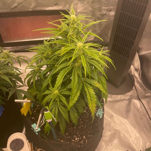 Gorilla Girl XL Auto growlog timeline photo