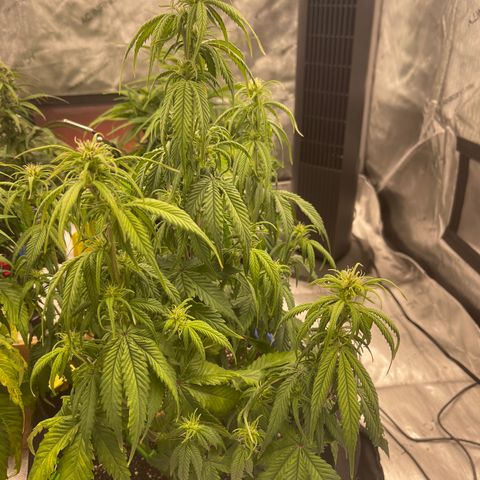 Alaskan Purple Auto growlog timeline photo
