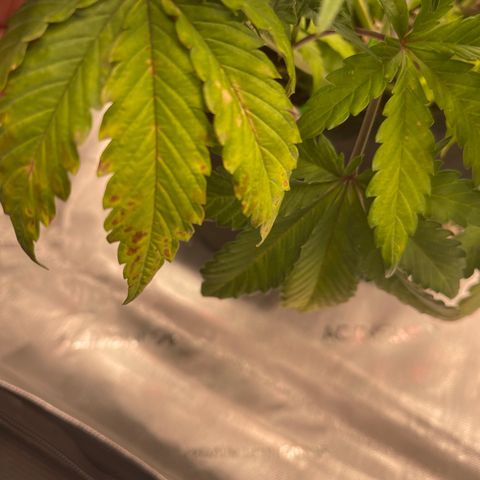 Pink Kush 2 growlog timeline photo